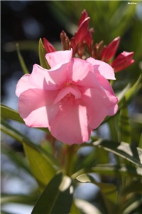 116ea8ba-IMG_7313 oleander.jpg